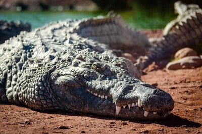 Ash crocodile selective focus photography

